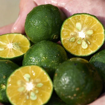 Shiseido WASO SHIKULIME Color Control Oil-Free Moisturizer 50 Ml 7 Shiseido WASO SHIKULIME Color Control Oil-Free Moisturizer 50 Ml – Bild 5